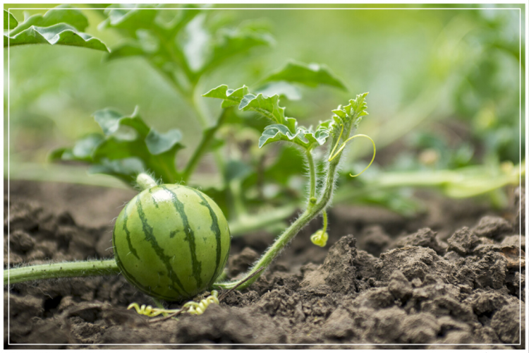 cara menanam semangka