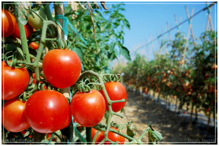 Panduan Budidaya Tanaman Tomat Hinga Sukses Panen Melimpah