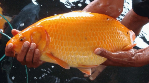 Budidaya Ikan Mas