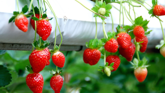 cara menanam strawberry dengan polibag