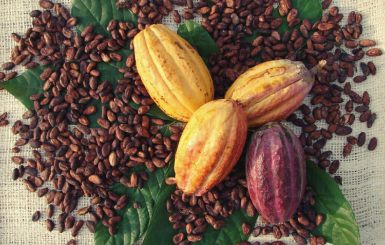 cara menanam kakao