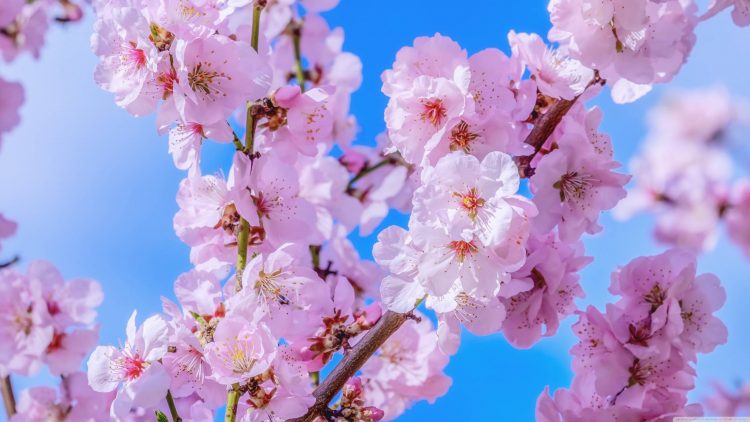 cara menanam Bunga Sakura